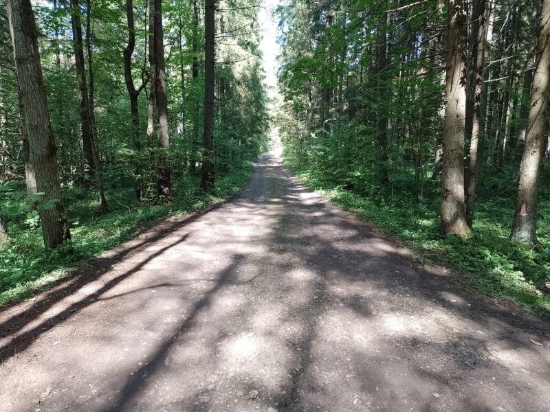 Автодорога (лыжероллеры) Н Горбово — Лызлово, состояние на 28 августа 2025 по отзыву, фото 12. 